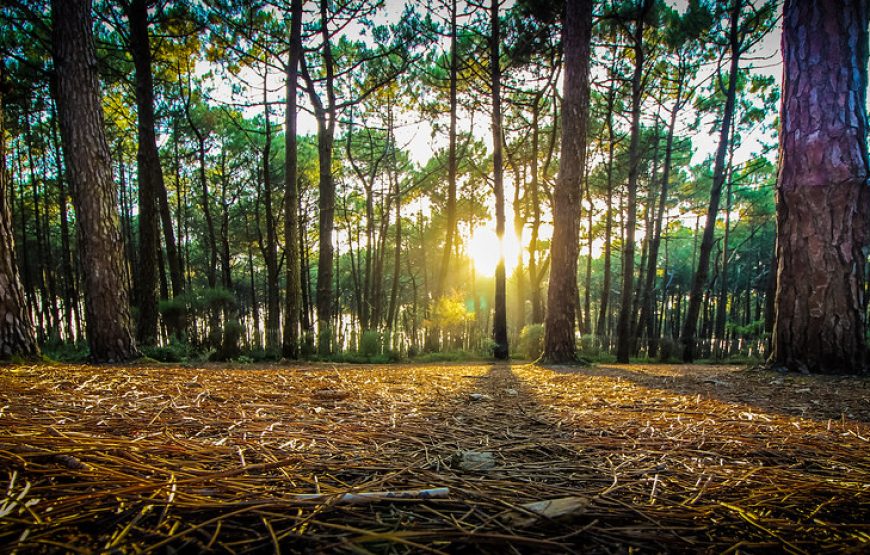 Ali Bedni Bugyal Trek