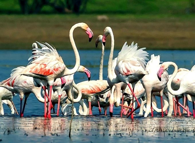 Bhigwan Bird Watching & Bhuleshwar Temple