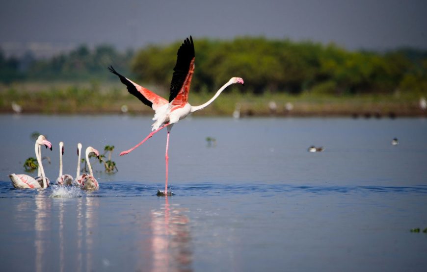 Bhigwan Bird Watching Trip