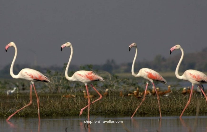 Bhigwan Bird Watching Trip
