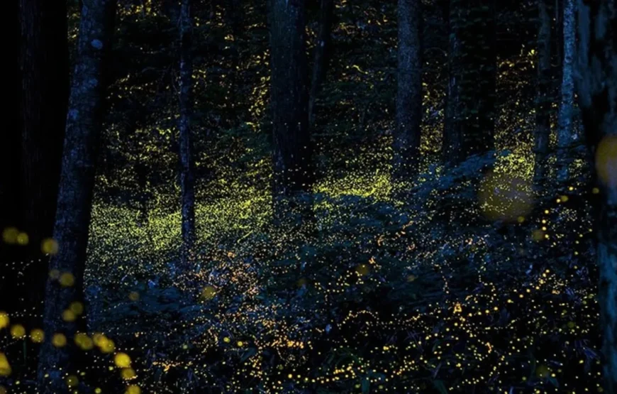 FIREFLIES TREK NEAR RAJMACHI & LAKESIDE CAMPING
