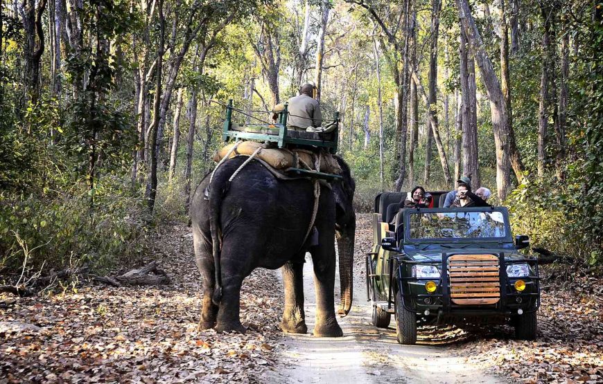 Kanha Wildlife Jungle Safari