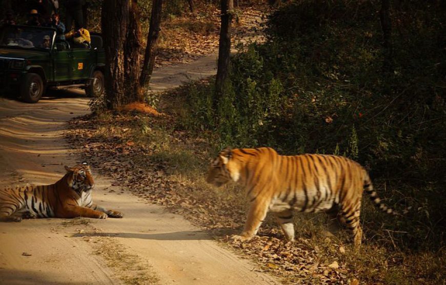 Kanha Wildlife Jungle Safari