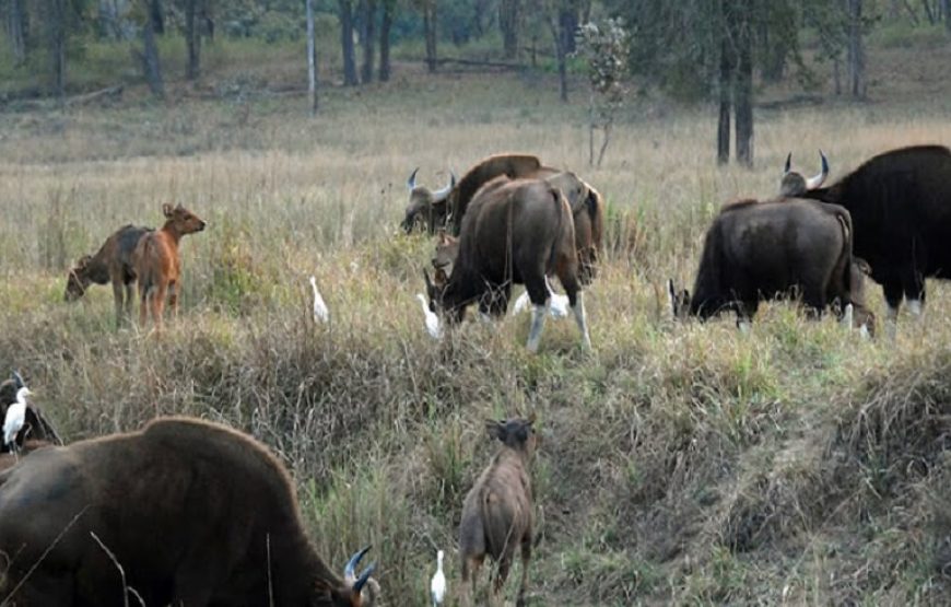 Kanha Wildlife Jungle Safari