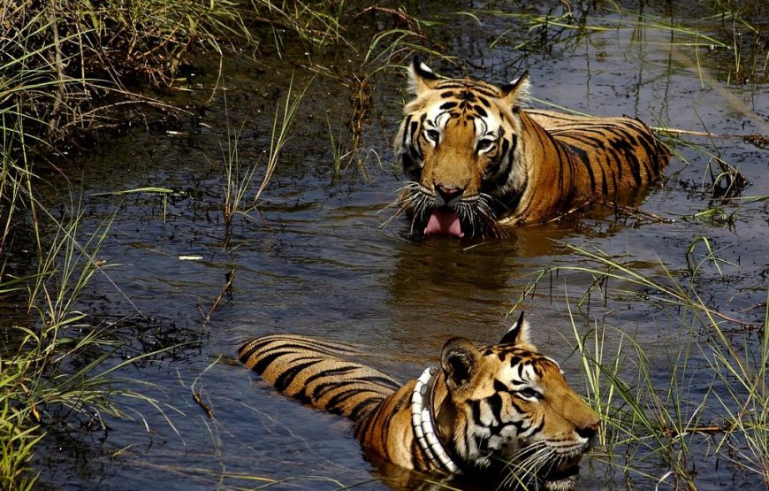 Kanha Wildlife Jungle Safari
