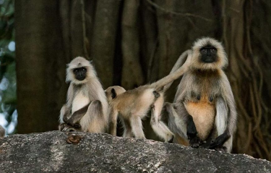 Kanha Wildlife Jungle Safari