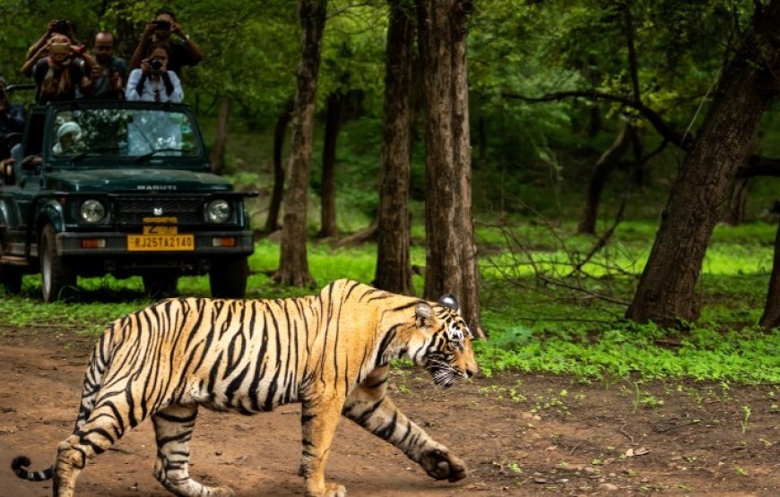Pench National Park Jungle Safari