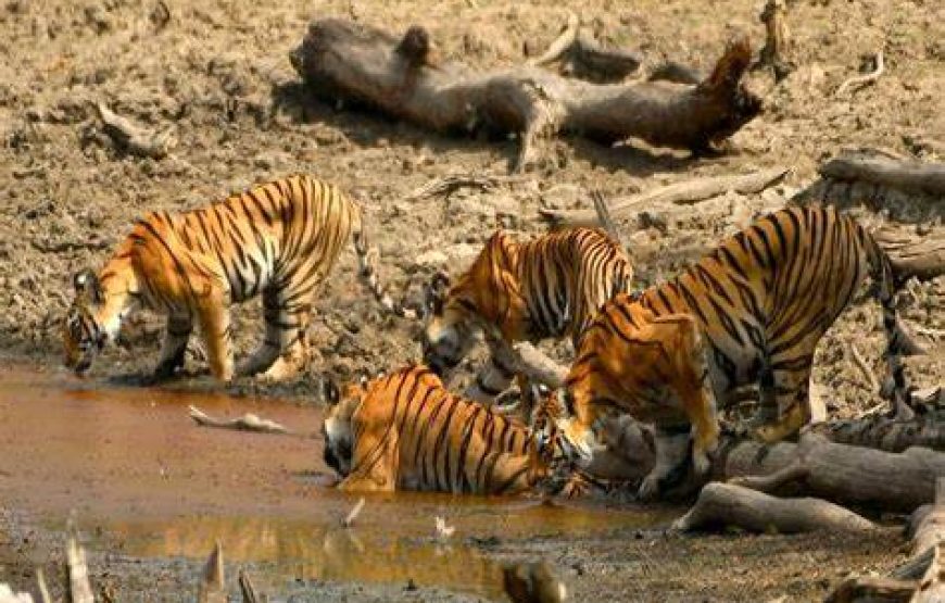 Pench National Park Jungle Safari