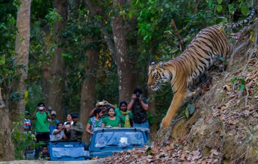 Pench National Park Jungle Safari