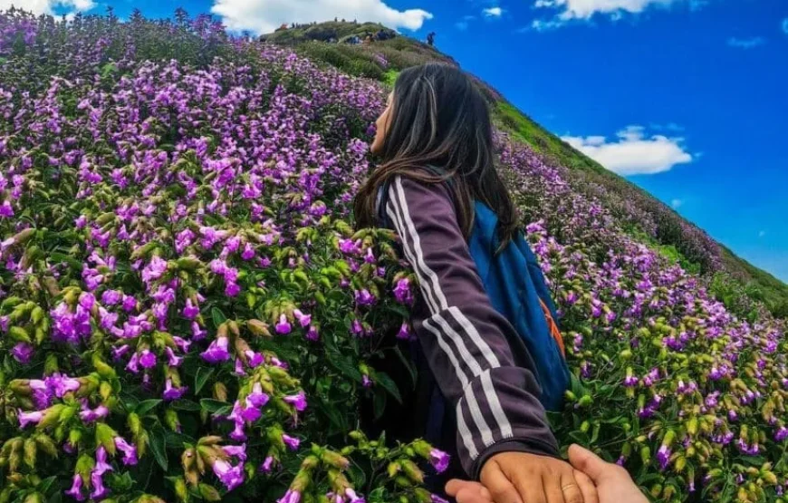 Ratangad Wildflowers Trek