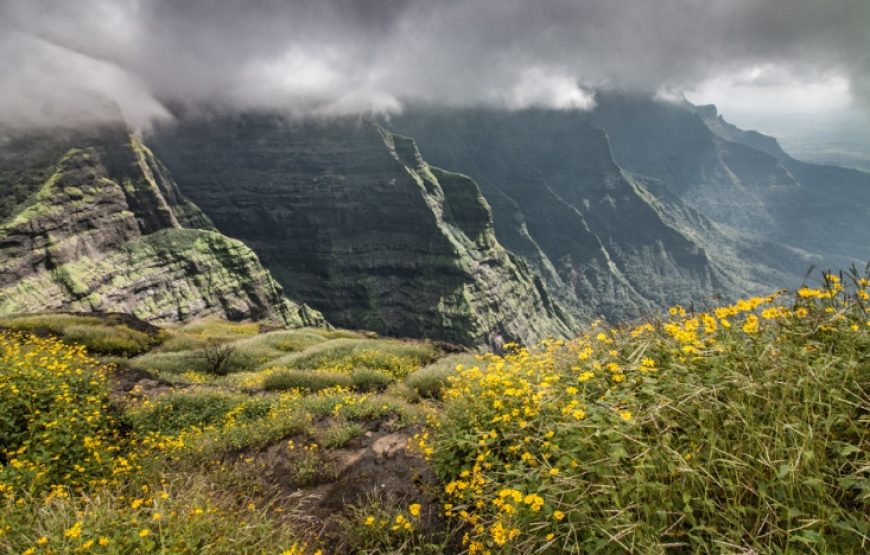 Ratangad Wildflowers Trek