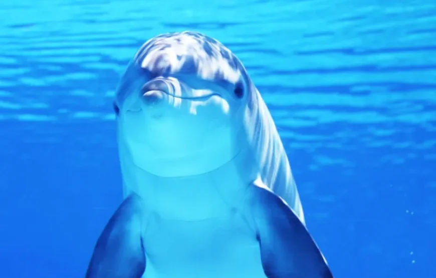Dolphin Adventures Gokarna Cruise Boat Rides & Watersports Package