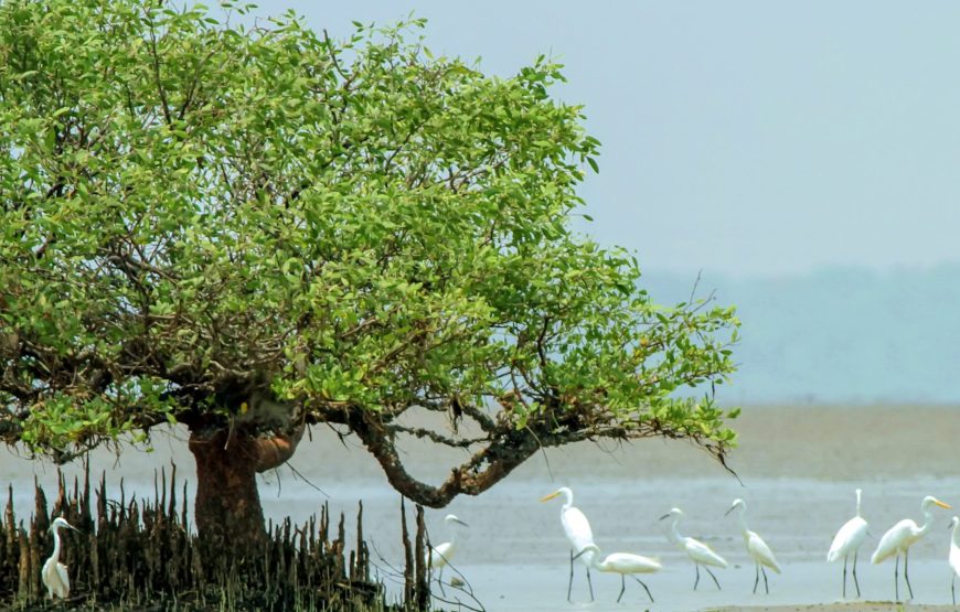 🌿 Mangrove Jungle Tour