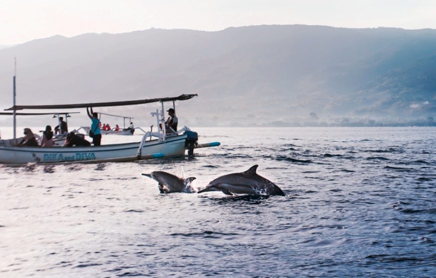 🐬 Delta & Dolphin Watch