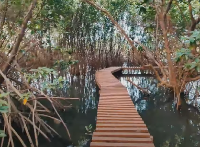 🌿 Mangrove Jungle Tour