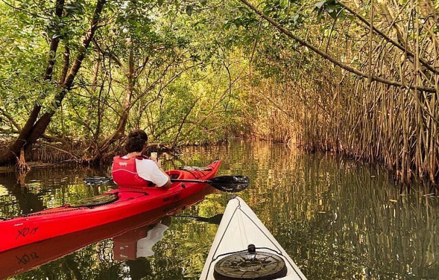 🌿 Mangrove Jungle Tour