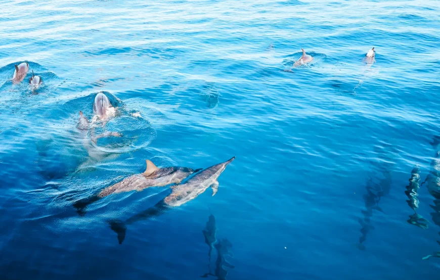 🐬 Delta & Dolphin Watch